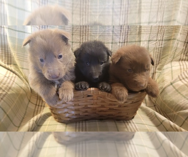 Medium Photo #1 German Shepherd Dog Puppy For Sale in MCLOUD, OK, USA