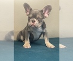 Small Photo #11 French Bulldog Puppy For Sale in STUDIO CITY, CA, USA