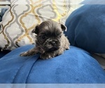 Small #7 Shih Tzu