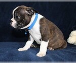 Small Photo #3 Boston Terrier Puppy For Sale in BROOKSVILLE, FL, USA