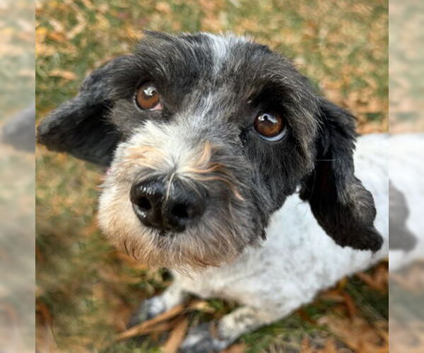 Medium Photo #8 Mutt Puppy For Sale in Arlington, VA, USA