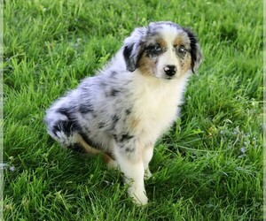 Australian Shepherd Puppy for sale in FREDERICKSBG, OH, USA