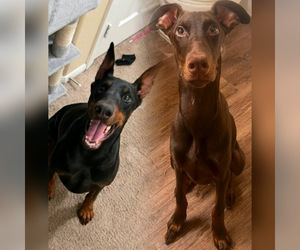 Doberman Pinscher Puppy for Sale in WILDOMAR, California USA