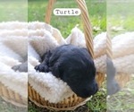 Puppy Turtle Aussiedoodle Miniature 
