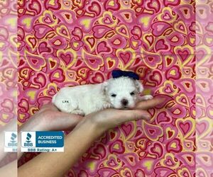 Maltese Puppy for sale in WINNSBORO, LA, USA