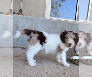 Arvo - Male Australian Shepherd-Unknown Mix Dog for Adoption - Photo #4