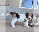 Small Photo #4 Australian Shepherd-Unknown Mix Puppy For Sale in Sandy, UT, USA