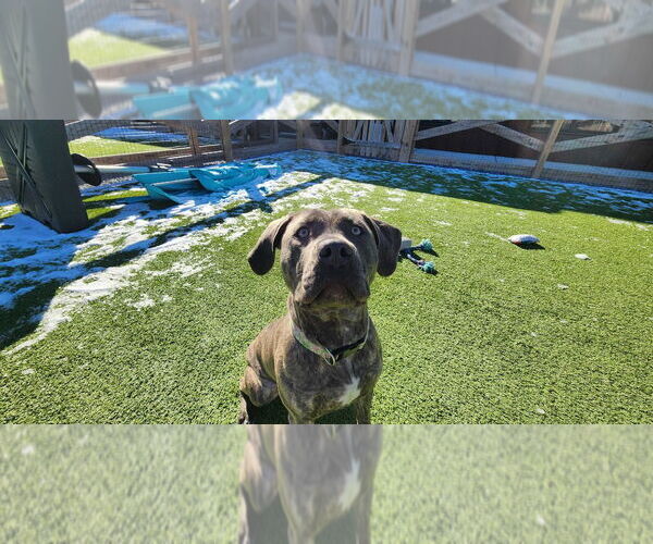 Medium Photo #4 Labrador Retriever-Unknown Mix Puppy For Sale in Chestertown, MD, USA