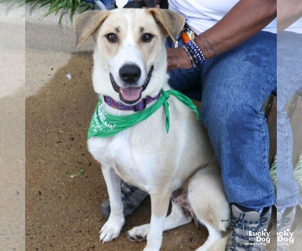 Medium Photo #7 Labrador Retriever-Retriever  Mix Puppy For Sale in Washington, DC, USA