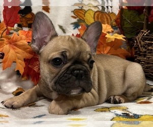 French Bulldog Puppy for sale in BOLIVAR, MO, USA