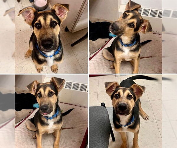 Medium Photo #1 German Shepherd Dog-Unknown Mix Puppy For Sale in Brewster, MA, USA