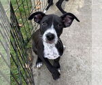 Small Feist Terrier-Labrador Retriever Mix