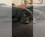 Small #4 Labrador Retriever