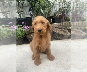 Goldendoodle Puppy for Sale in RALEIGH, North Carolina USA
