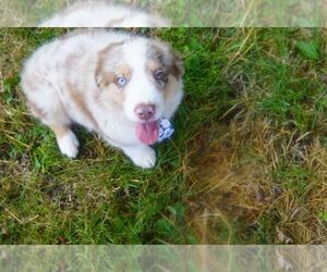 Miniature Australian Shepherd Puppy for Sale in BROCKTON, Massachusetts USA