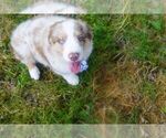Small Miniature Australian Shepherd