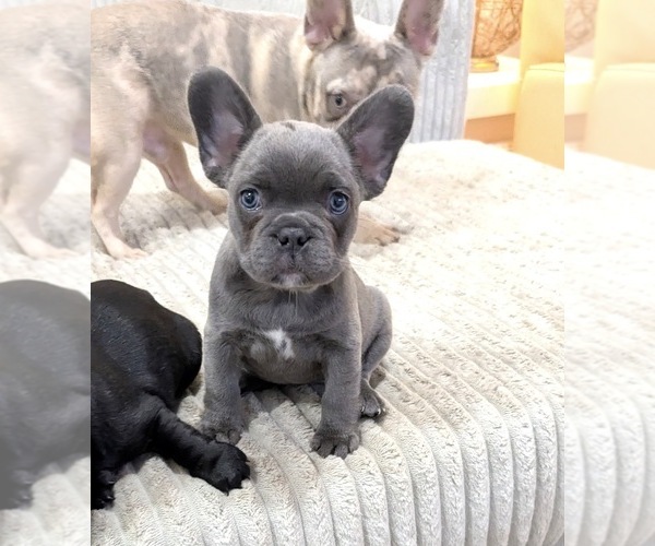 Medium Photo #3 French Bulldog Puppy For Sale in ARVERNE, NY, USA