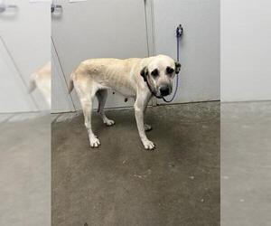 Anatolian Shepherd-Unknown Mix Dogs for adoption in Rosenberg, TX, USA