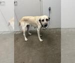 Small Anatolian Shepherd Mix