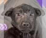 Small #3 German Shepherd Dog Mix
