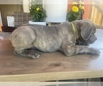 Puppy 9 Cane Corso
