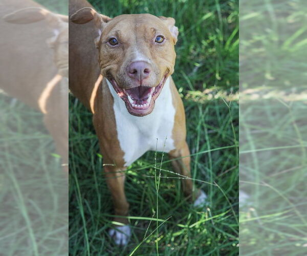 Medium Photo #4 American Pit Bull Terrier Puppy For Sale in Jackson, MS, USA