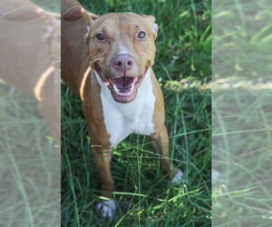 Nikki Minaj - Female American Pit Bull Terrier Dog for Adoption - Photo #4