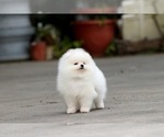 Small Photo #6 Pomeranian Puppy For Sale in CINCINNATI, OH, USA