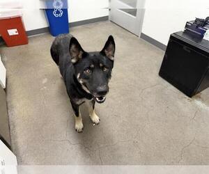 Medium German Shepherd Dog