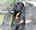 Puppy Sox Cane Corso