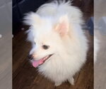 Small Photo #4 Pomeranian Puppy For Sale in Dana Point, CA, USA
