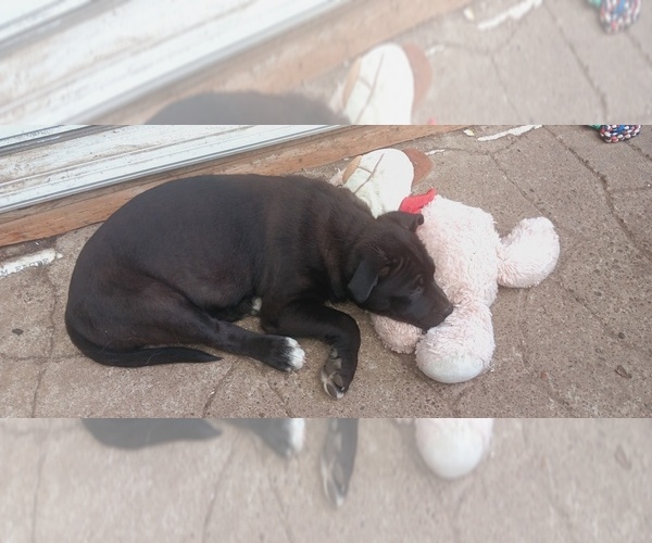 Medium Photo #4 Shepradors Puppy For Sale in ORCHARDS, WA, USA
