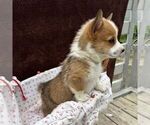 Small #3 Pembroke Welsh Corgi