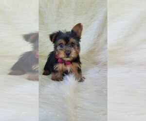 Yorkshire Terrier Puppy for sale in INDIANAPOLIS, IN, USA