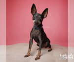 Small #5 Miniature Pinscher Mix