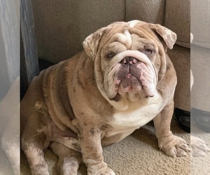 Father of the English Bulldog-Olde Bulldog Mix puppies born on 12/28/2019