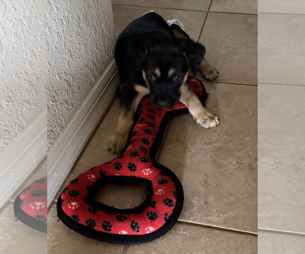 Medium Photo #2 Australian Shepherd-Unknown Mix Puppy For Sale in Valrico, FL, USA