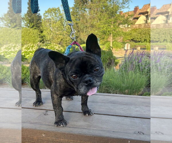 Medium Photo #6 French Bulldog Puppy For Sale in San Jose, CA, USA