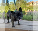 Small #5 French Bulldog