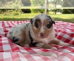 Small #9 Australian Shepherd