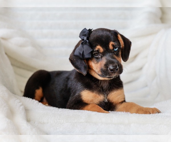 Medium Photo #3 Beagle-Mutt Mix Puppy For Sale in LIBERTY, KY, USA