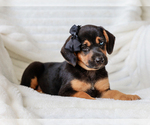 Small #2 Beagle-Mutt Mix