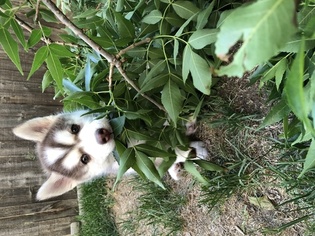 Alusky Puppy for sale in COLORADO SPRINGS, CO, USA