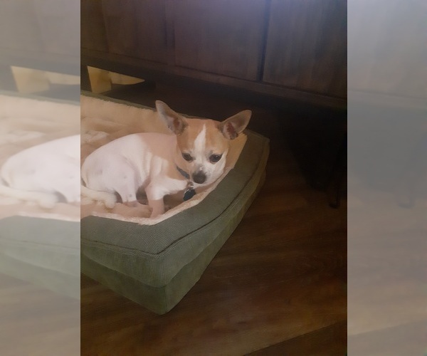 Medium Photo #1 Chihuahua Puppy For Sale in DECATUR, GA, USA