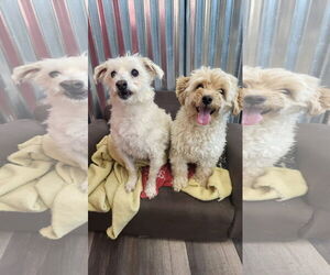 Mutt Dogs for adoption in Germantown, OH, USA