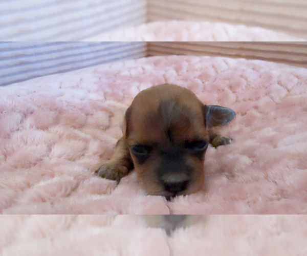Medium Photo #7 Yorkipoo Puppy For Sale in ARLINGTON, TX, USA