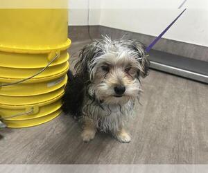 Mutt Dogs for adoption in Pasadena, CA, USA