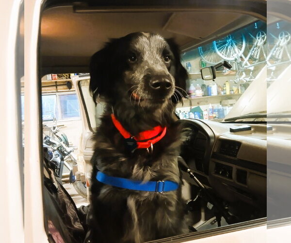 Medium Photo #6 Mutt Puppy For Sale in Fargo, ND, USA