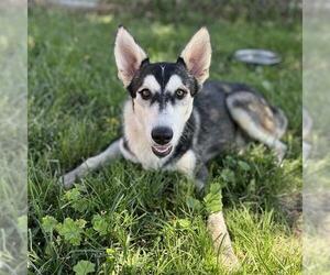 Siberian Husky Dogs for adoption in Modesto, CA, USA