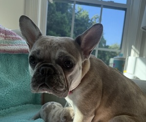 Mother of the French Bulldog puppies born on 07/14/2025